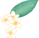 プルメリアの花