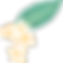 プルメリアの花