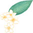 プルメリアの花