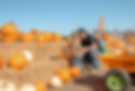 a dad and son look at pumpkins in the pumpkin patch