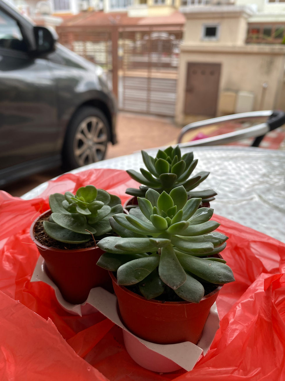 Mini succulent plant