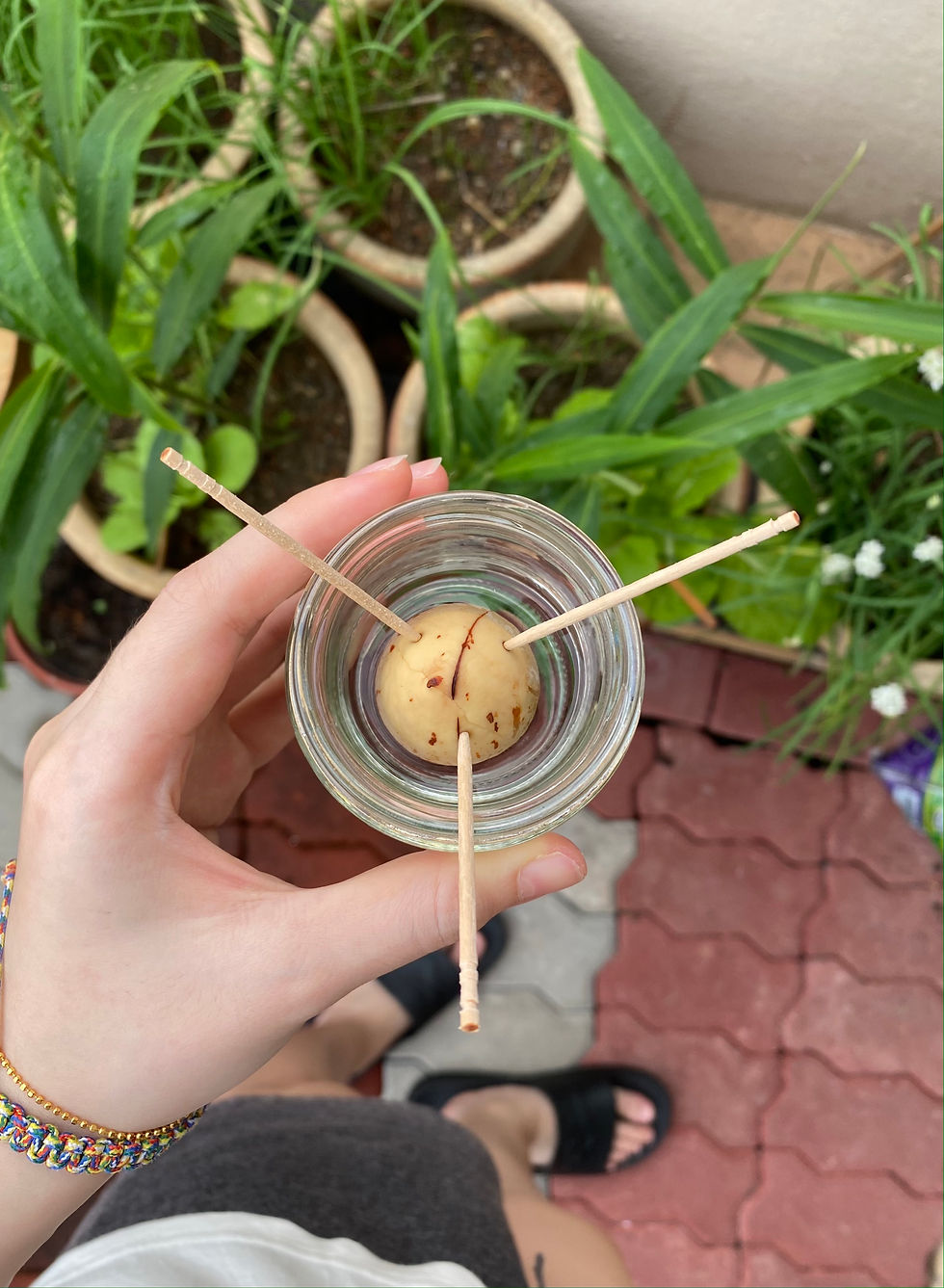 An avocado plant can grow using water planting