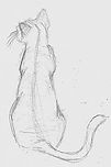 download (17).jpeg