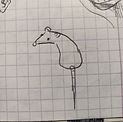 rat.jpeg