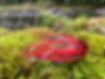 Red Fly Fishing Fly on moss