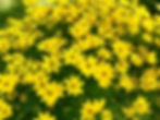 Coreopsis Verticillata at the Dragonfly Guest House