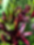 Deep Blood Red Lillies at the Dragonfly Guest House