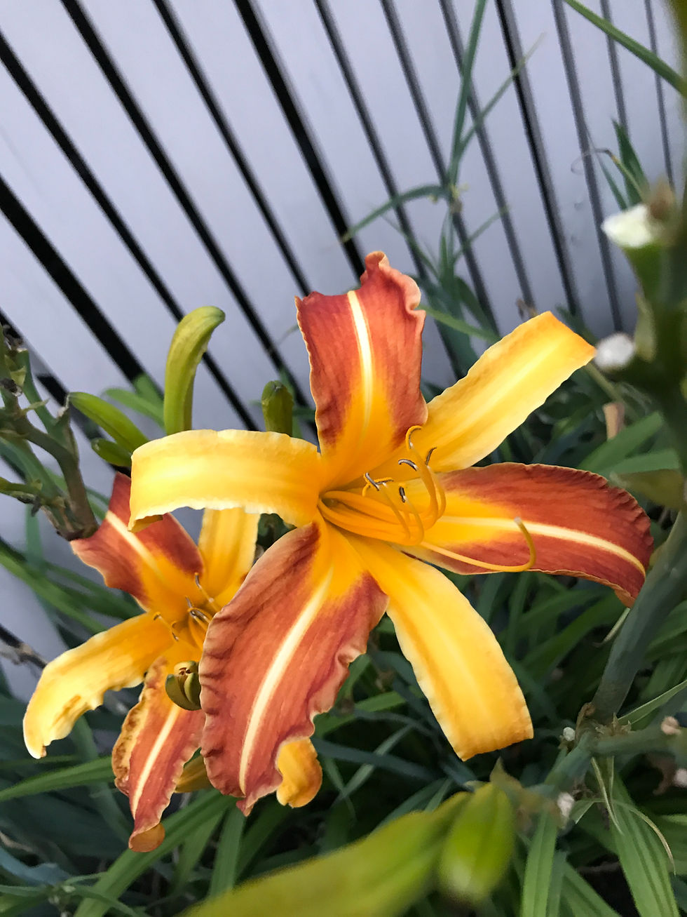 Bright Yellow and Orange Lilly at the Dragonfly Guest House