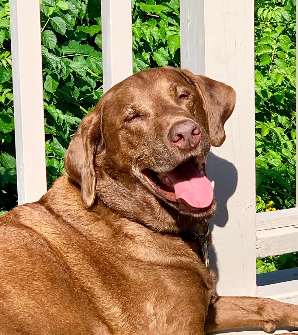 Our Dog Cooper Enjoying the Sun on the Back Common Deck at the Dragonfly Guest House