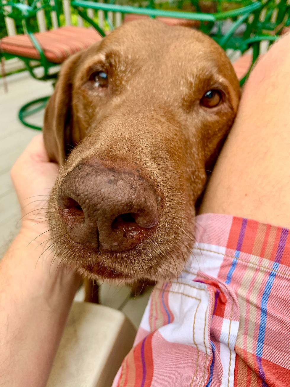 Our Sweet Dog Cooper