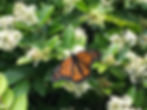 Monarch Butterly at the Dragonfly Guest House