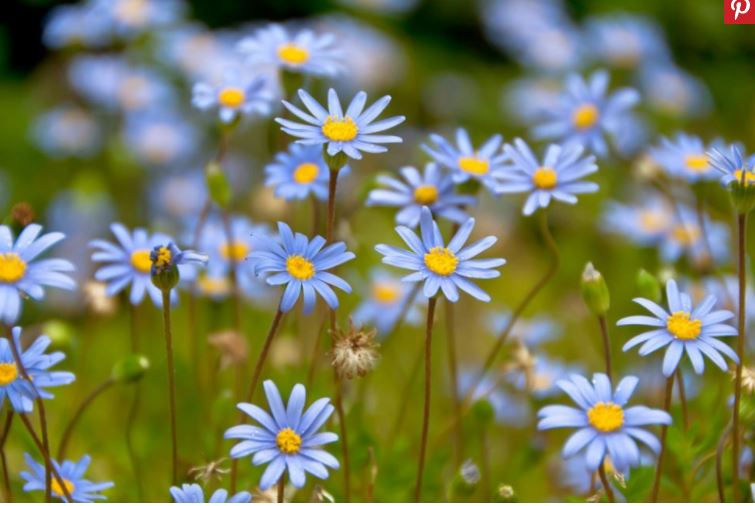 spring_flowers1.JPG