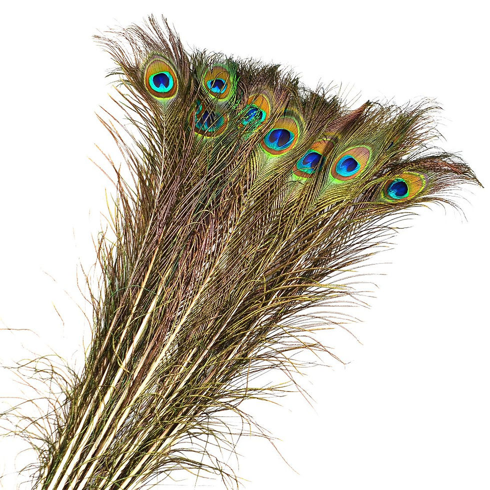 Peacock Feather