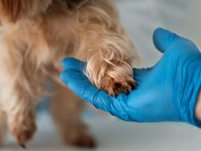 Qual é o papel do médico-veterinário em casos de maus-tratos contra os animais?