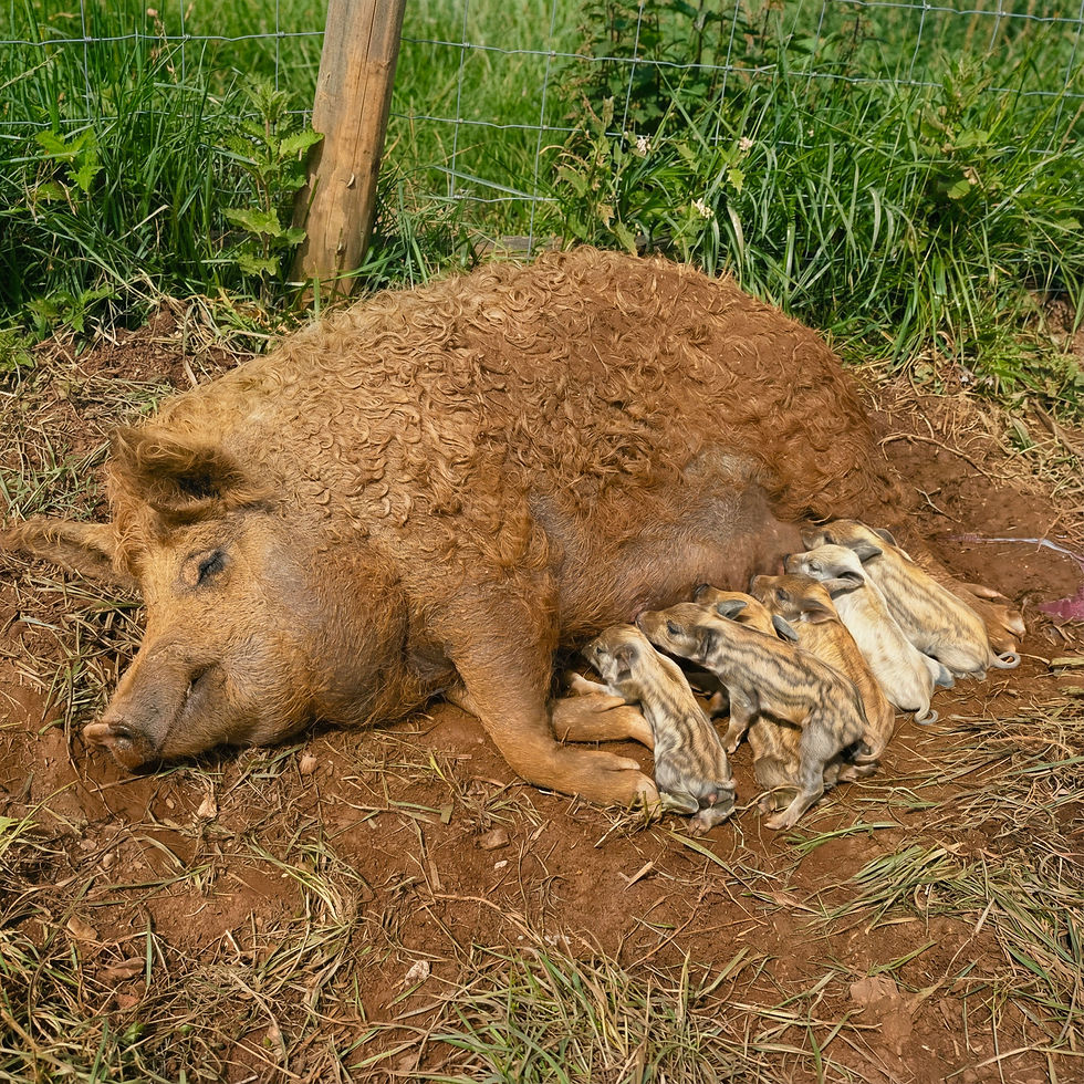 sow-nursing-piglets-outdoor-farm-setting-ve-farm-floyd-virginia.jpg