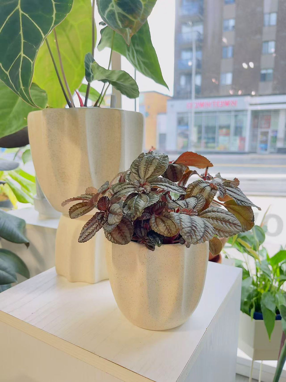 Thumbnail: Pilea Spruceana