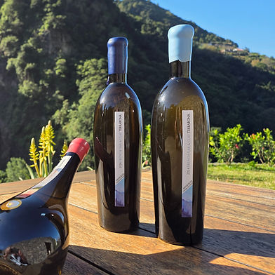 New image Terrabona Wines launched Dez25_edited.jpg