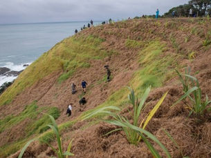 Taurawhata Headland Planting