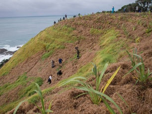 Taurawhata Headland Planting