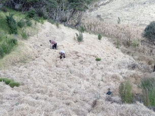 Tawapou Farm Planting For 2021