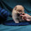 Miniature : Spitz Poméranien Type Mini Loup/ Mini husky Garçon Kepler Scienta