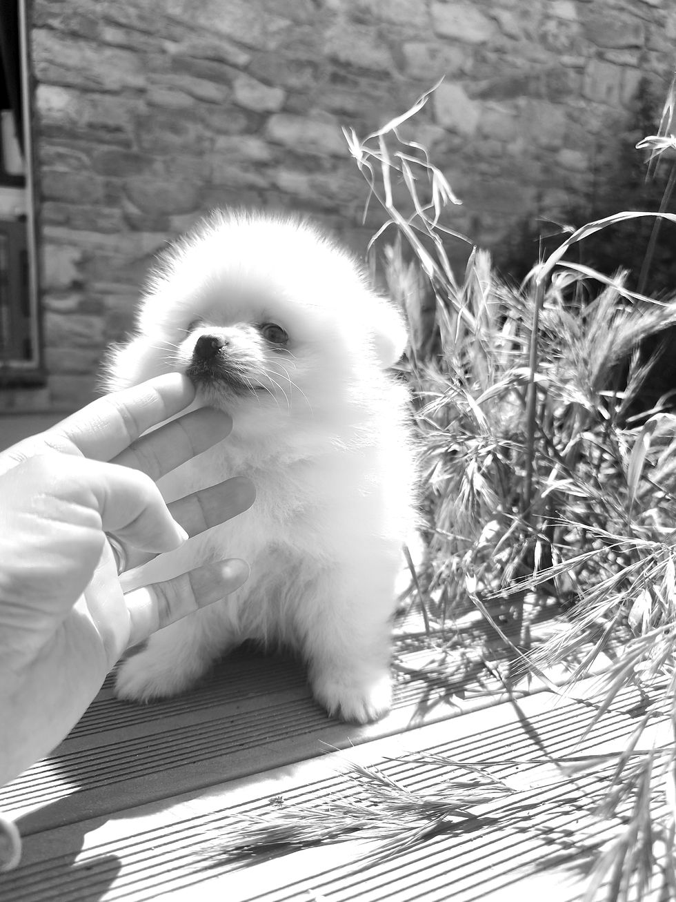 Miniature : Spitz Poméranien Mini Garçon Veronne Yeux Vairons