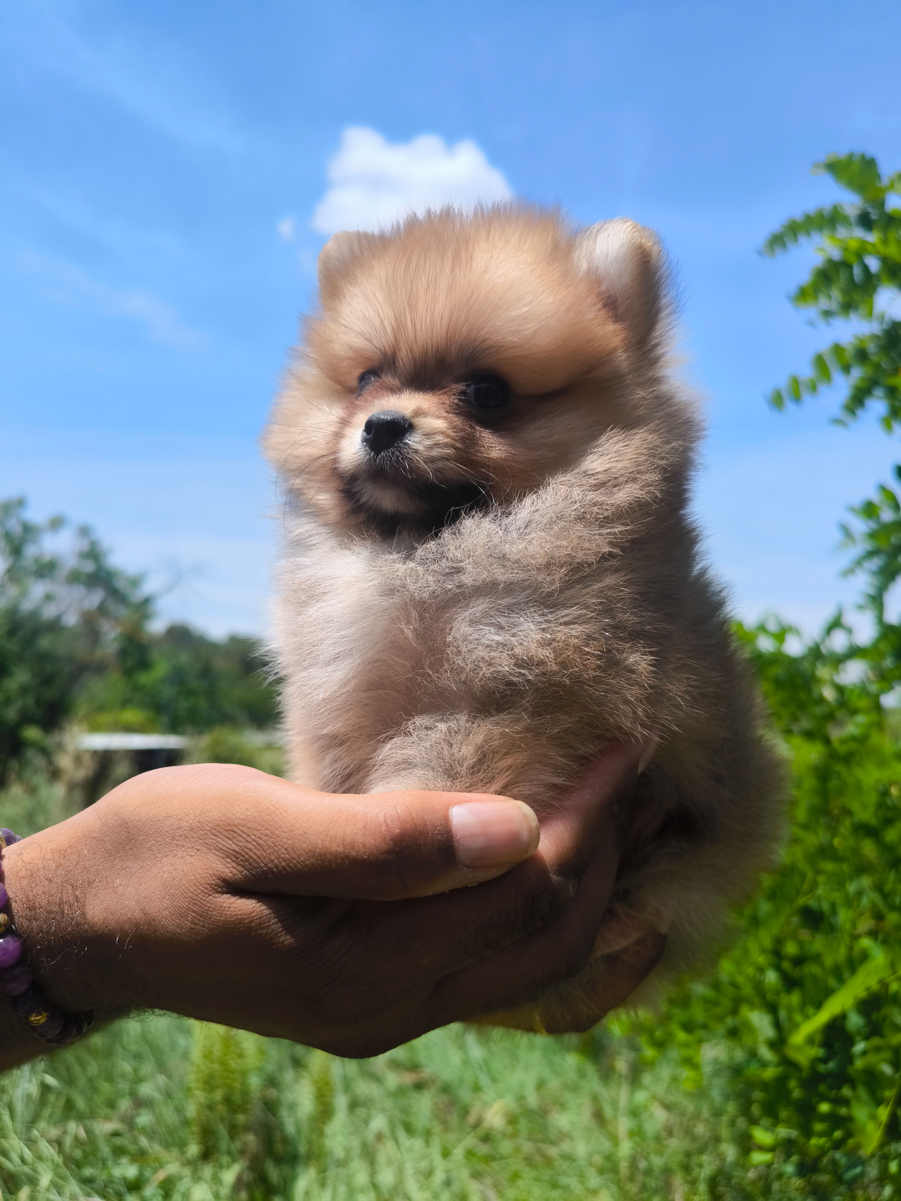 Spitz Poméranien Mini Garçon Charles