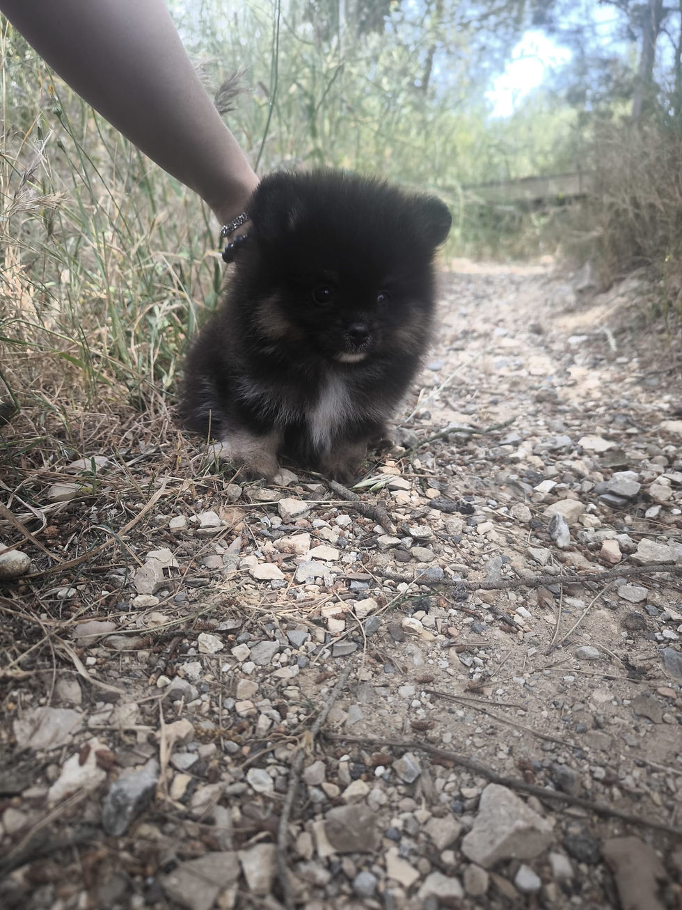 Miniature : Spitz Poméranien Mini Garçon Verdade