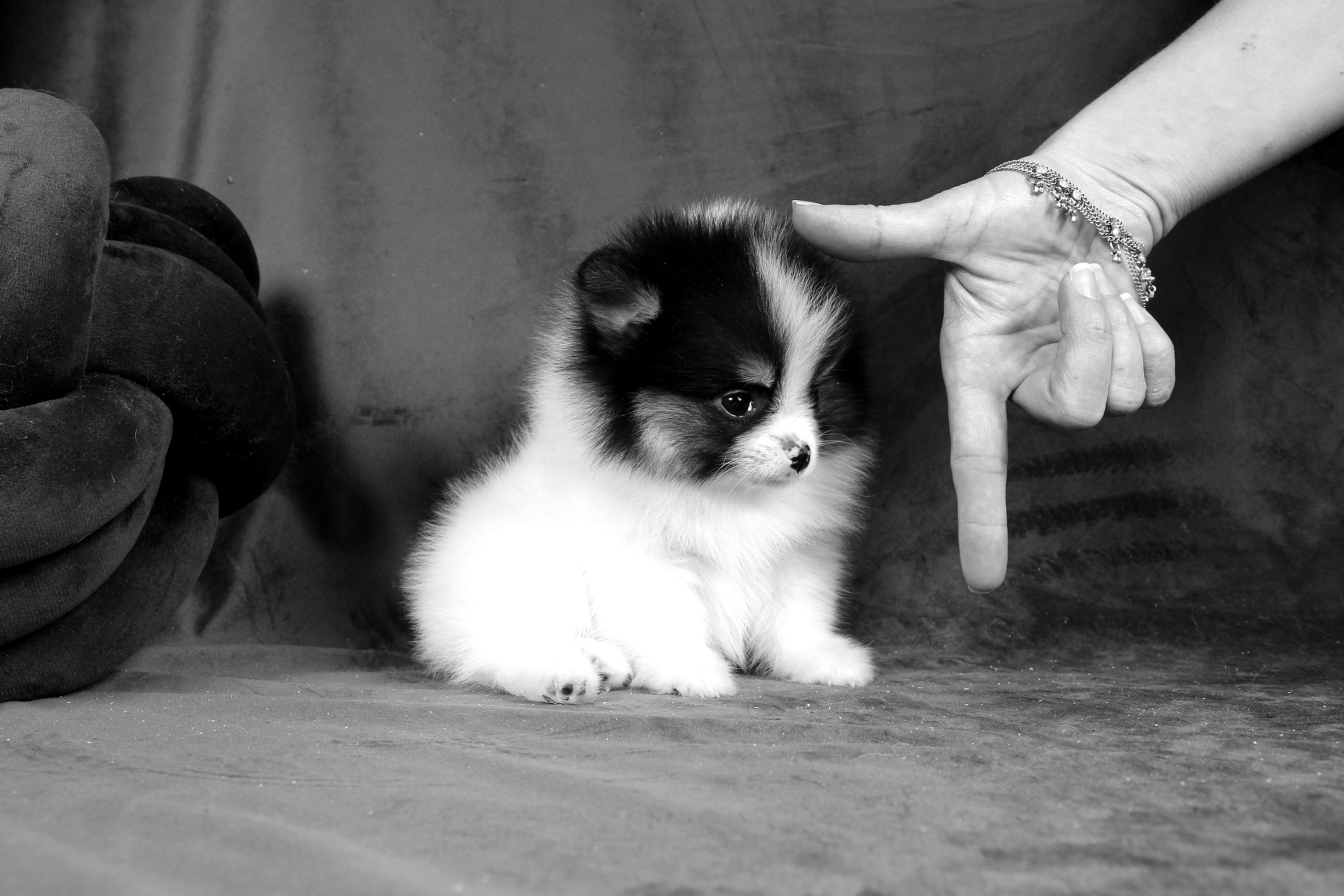 Poméranien Elaine MiuMucha Fille MINI TriColore