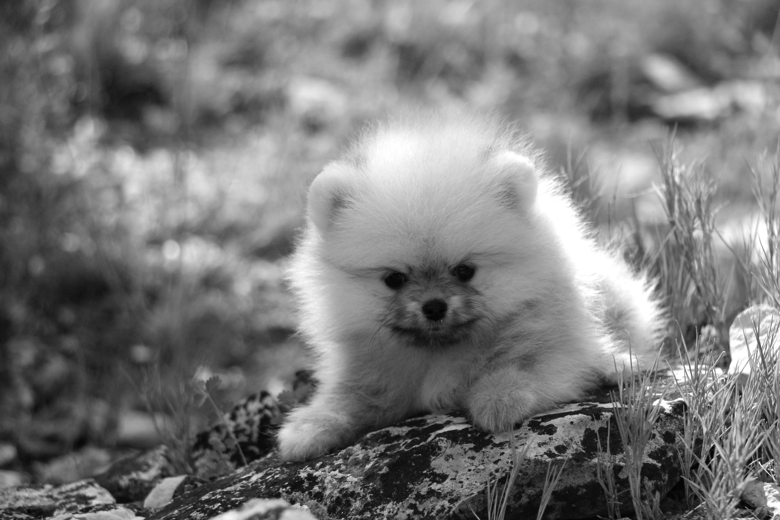 Poméranien Milana Tchai-Kovsky Mini Fille