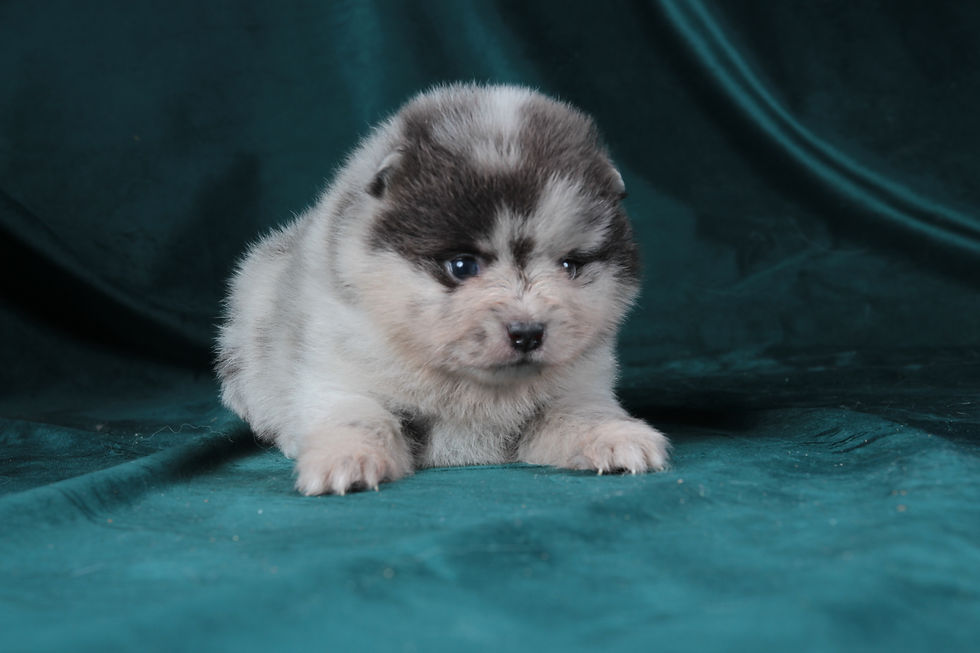 Miniature : Spitz Poméranien Fille Merle Bleu Type Mini Husky/Mini Pomsky KALIFA PERSIA