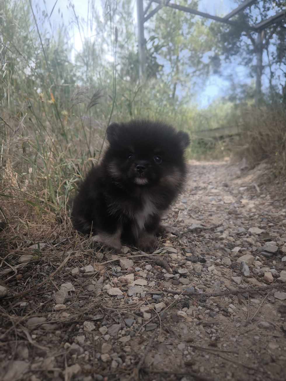 Miniature : Spitz Poméranien Mini Garçon Verdade