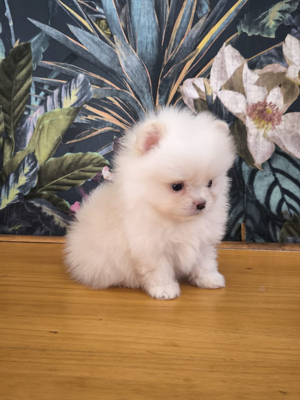Miniature : Spitz Poméranien Mini Fille Velvet Yeux Vairons