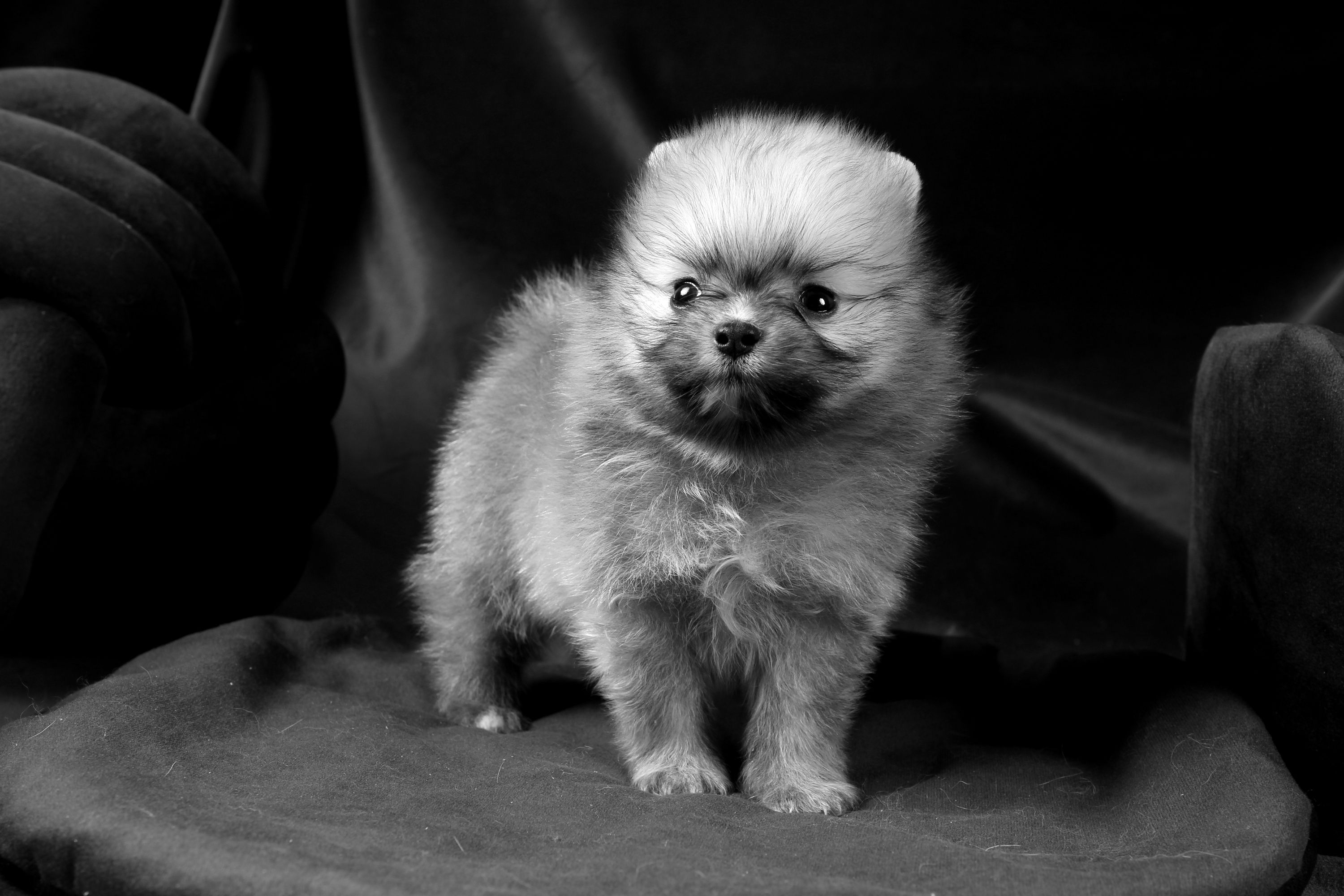 Spitz Poméranien Rénato Diamond Garçon Orange Charboné