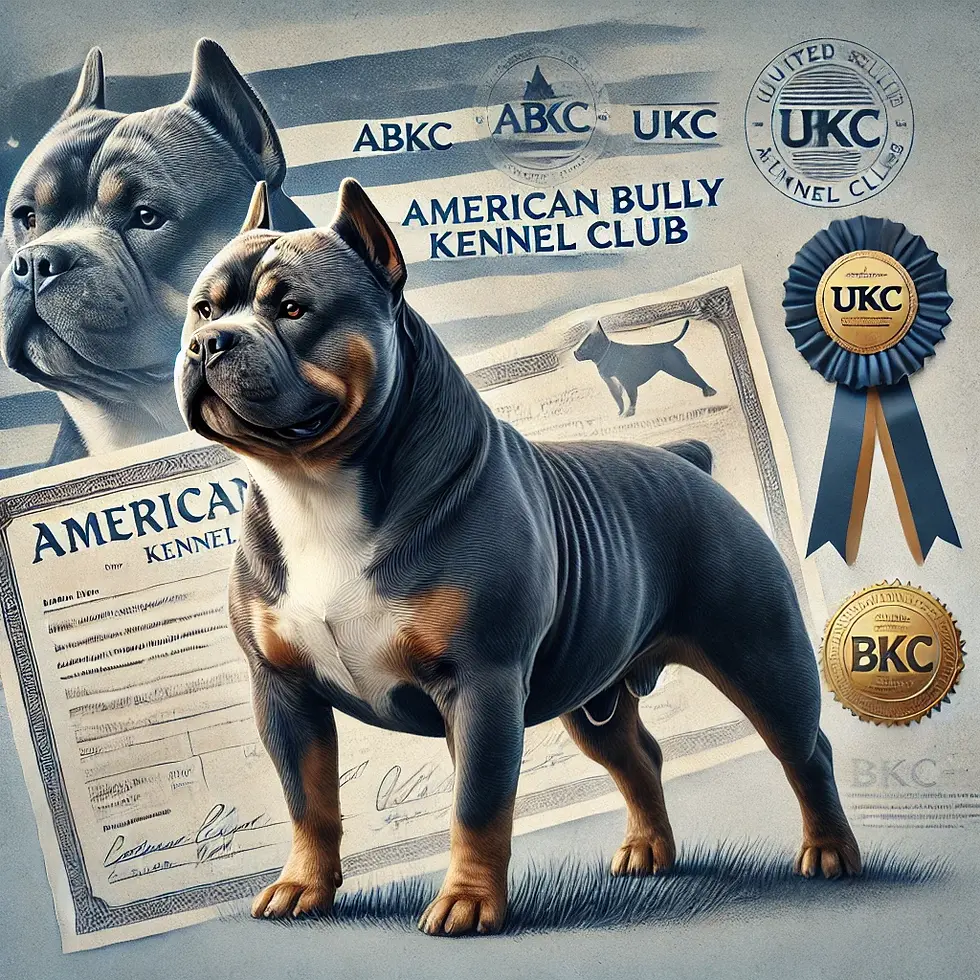 American Bully dog with certificates and ribbons for ABKC and UKC. Background has American Bully Kennel Club logos. Mood is proud and official.