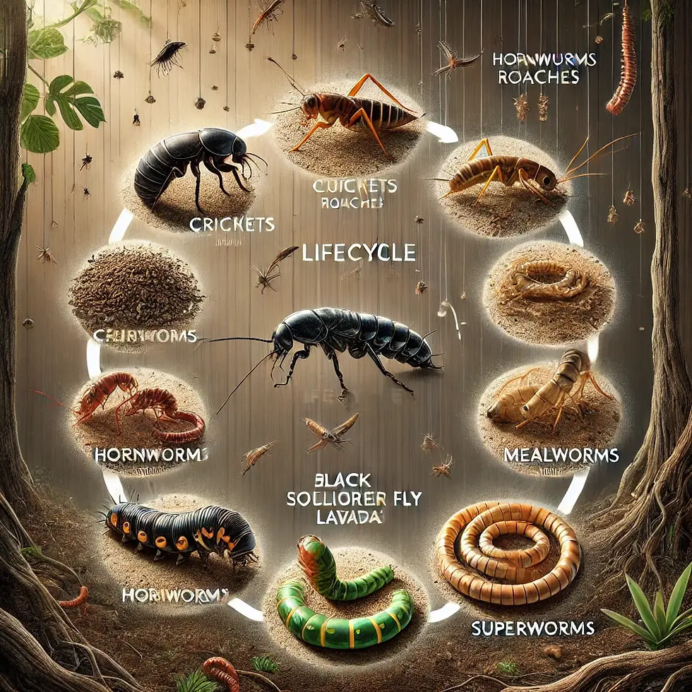 Diagram illustrating the lifecycle of various insects like crickets, hornworms, and mealworms on a forest floor background with text labels.