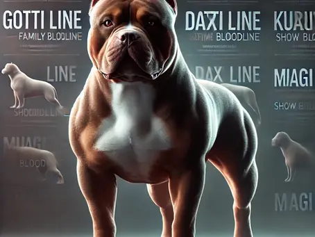 🐶 American Bully Bloodlines: What You Need to Know