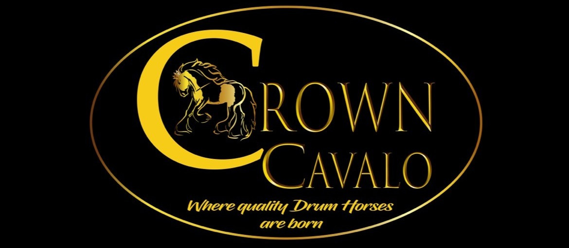 Crown Cavalo | Bethel CT | Drum Horse