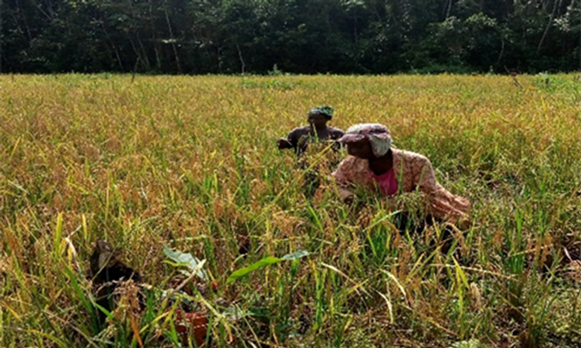 harvest.png
