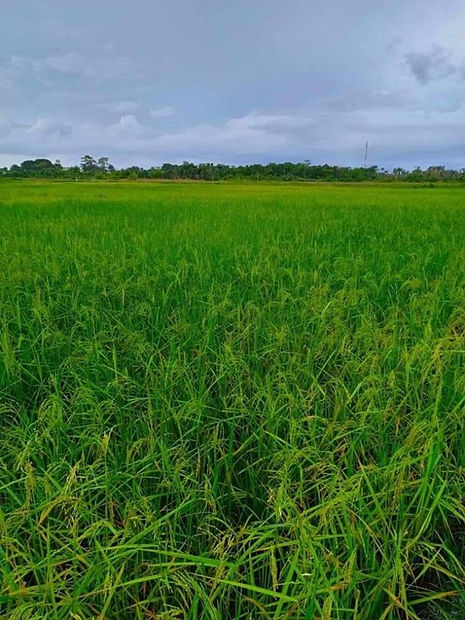 rice field2.jpg