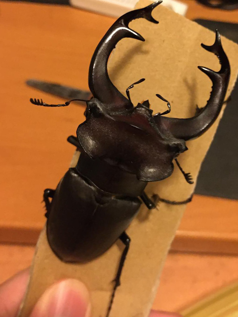 Meu2wnndtotiwm Meu2wnndtotiwm