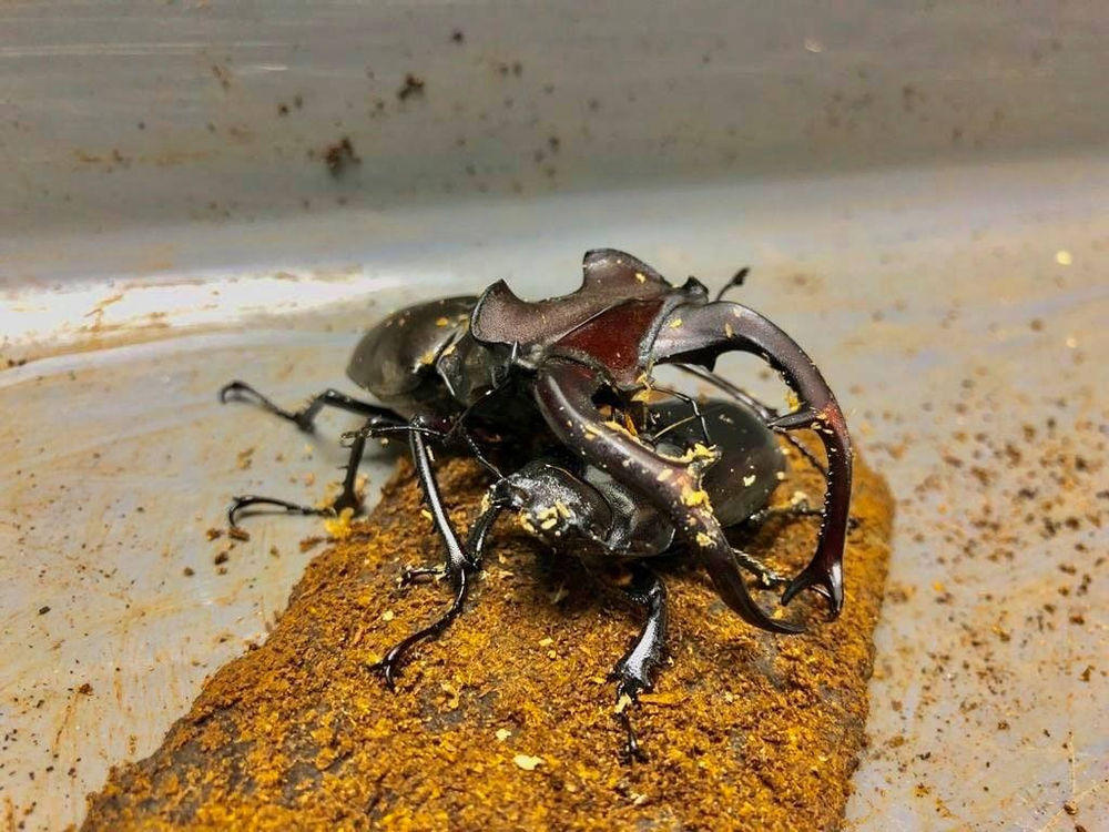 歐洲深山鍬形蟲亞種及生態簡介 歐洲深山鍬形蟲亞種及生態簡介