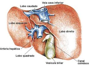 Q! você precisa saber sobre FÍGADO e HEPATITES VIRAIS