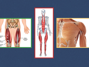 Master Tung's Acupuncture Points - 88.17, 88.18, 88.19 (Four Horses)
