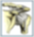 Shoulder Joint - Grays.png