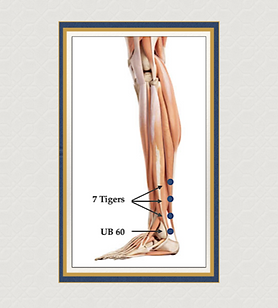 Master Tung's Points 77.26 - Seven Tigers