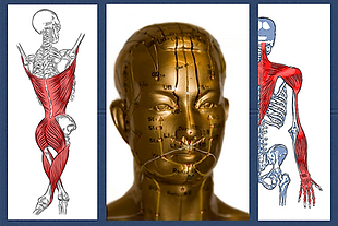 Acupuncture Gold Head model and fascial lines.png