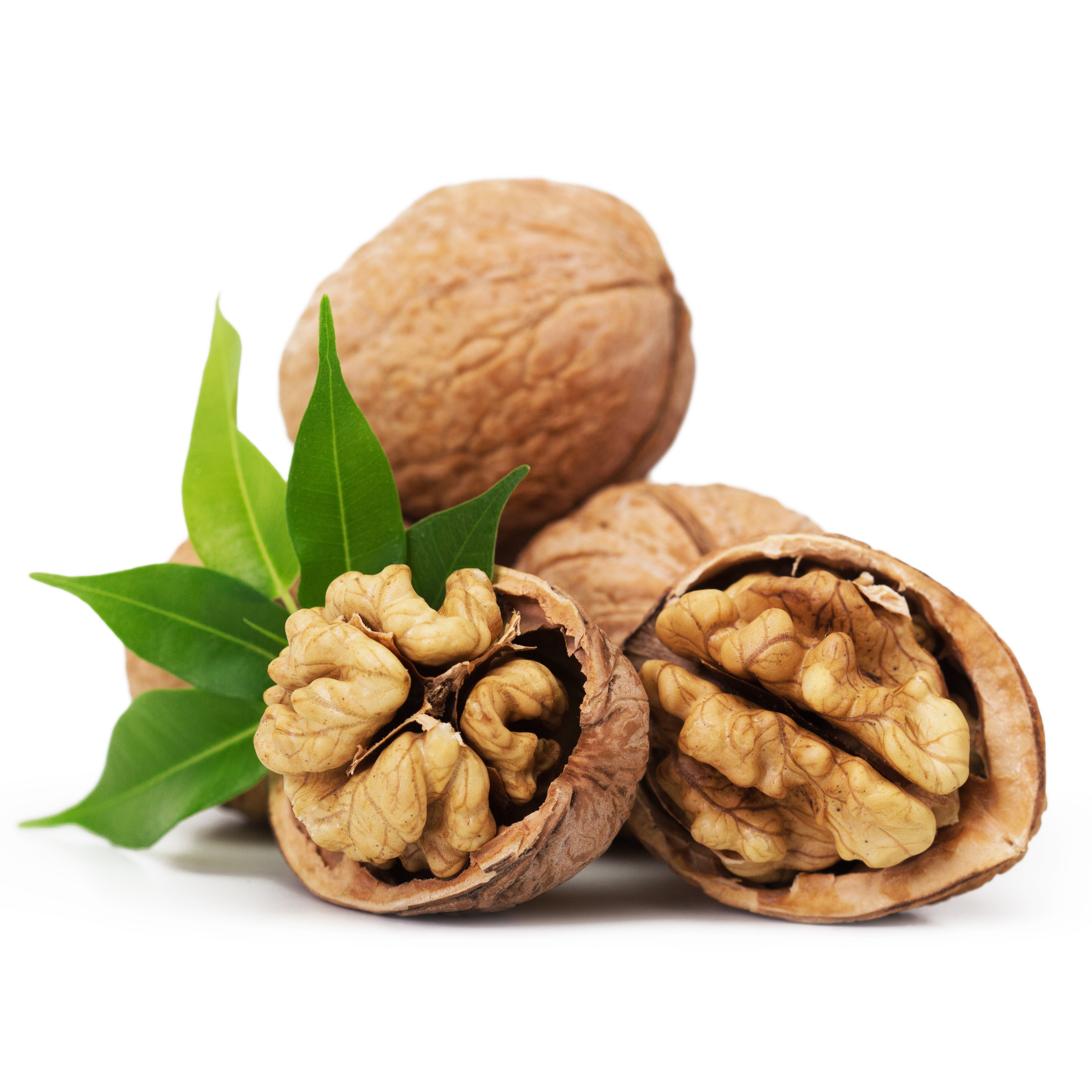 Walnut