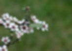 FOUND IN OUR MANUKA COLLECTION