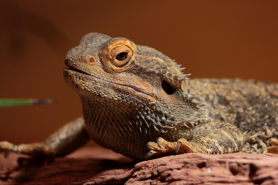 Reptile Vet Project